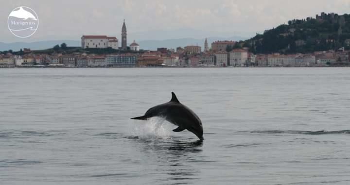 Apartmán Olive Garden Piran